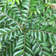 Curry Leaves Thokku - 250g