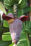 Banana flower (Vazhaipoo) Thokku - 250g